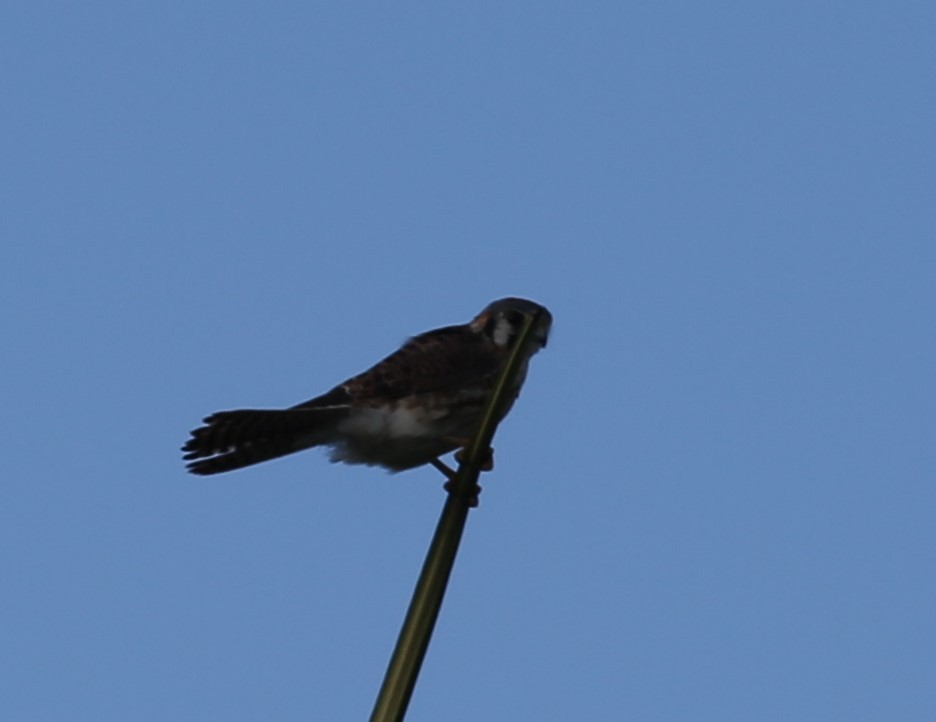 American Kestrel - ML84593701