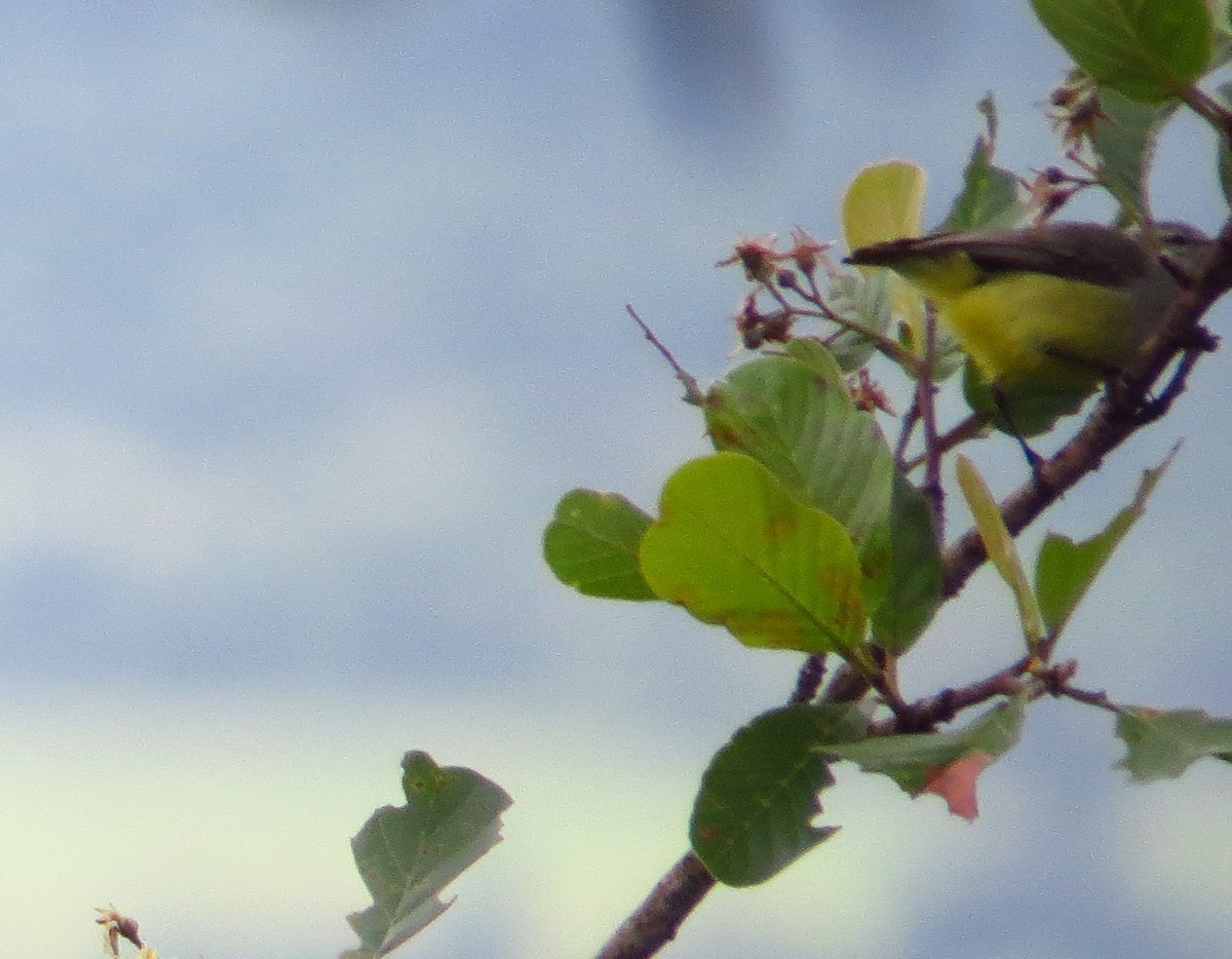 Yellow-bellied Eremomela - ML84596661