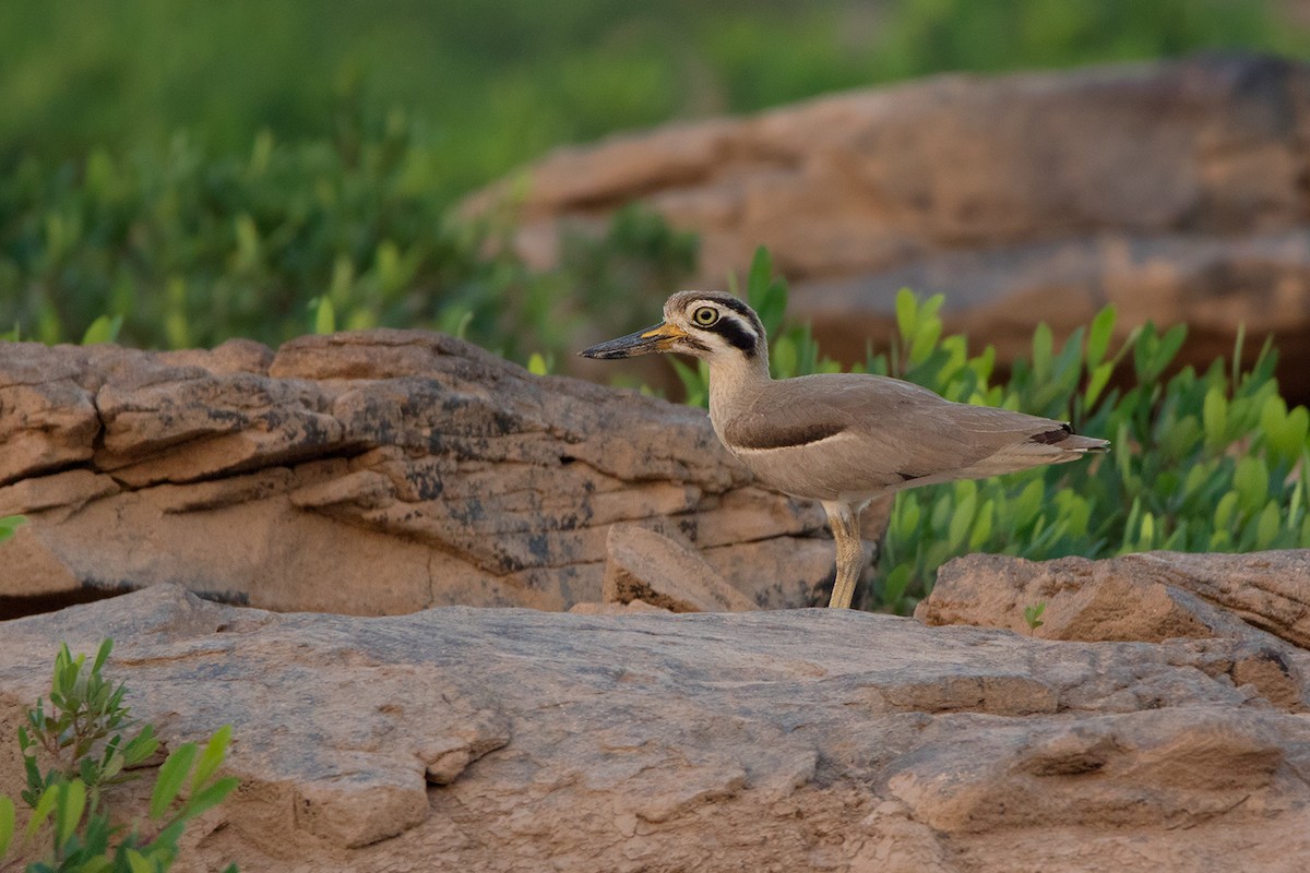 Great Thick-knee - Ayuwat Jearwattanakanok