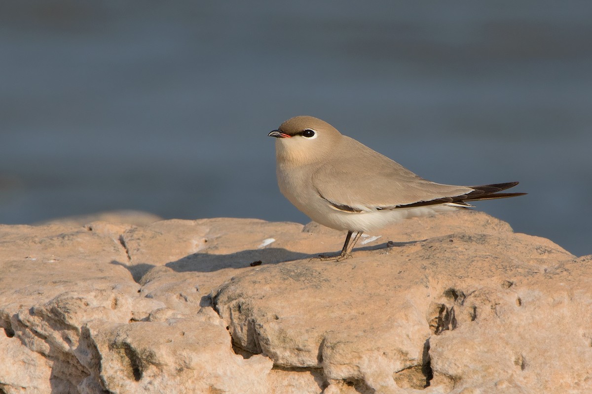 Small Pratincole - ML84597211