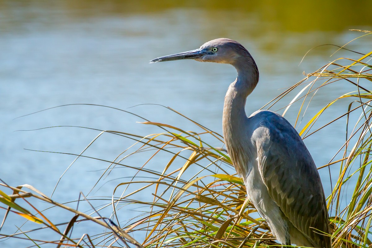 Reddish Egret - ML84597621