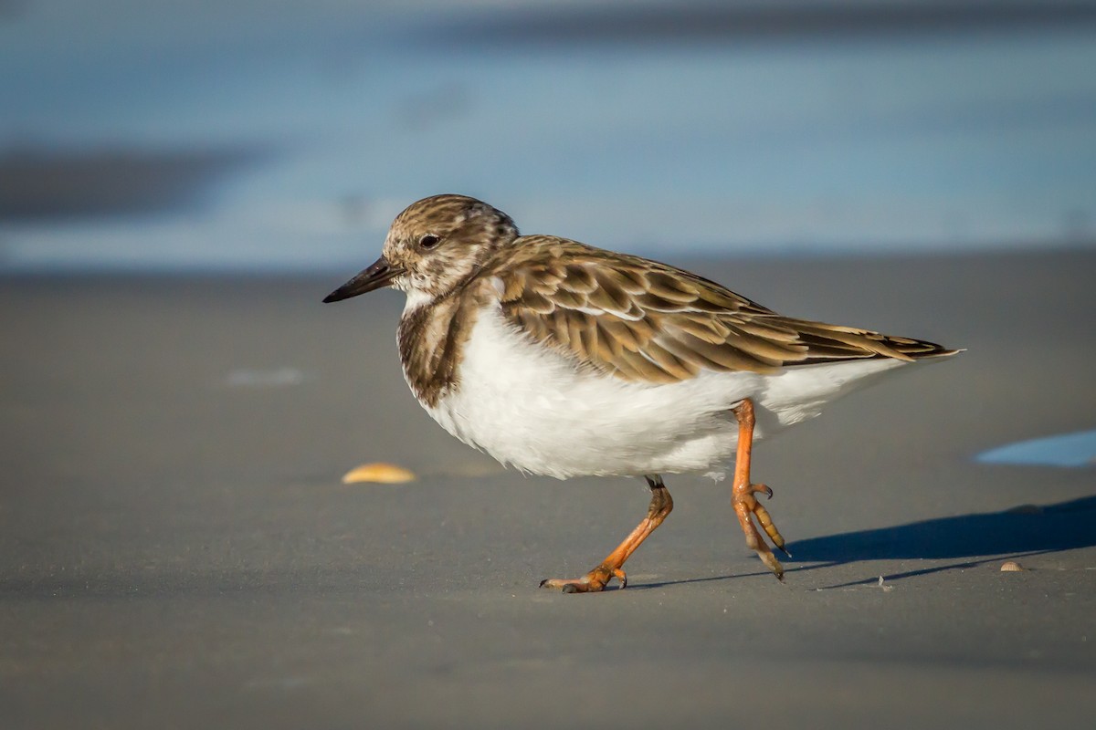 Ruddy Turnstone - ML84597641