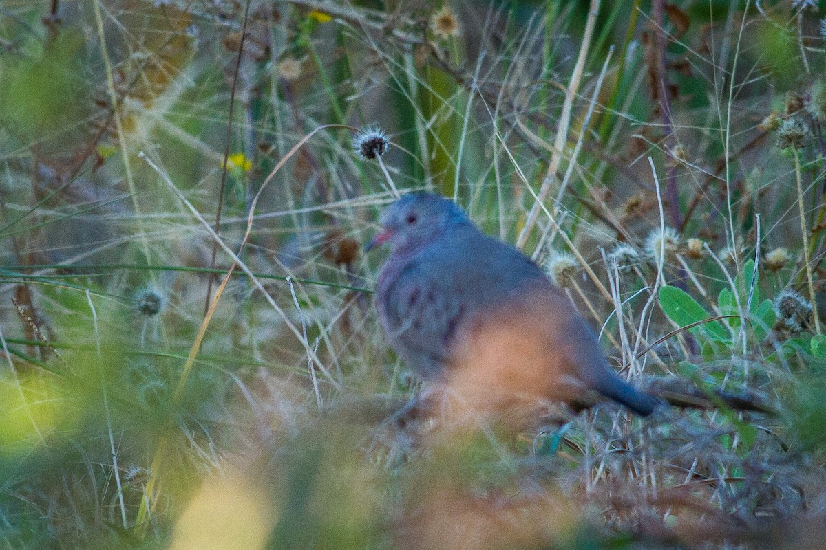 Common Ground Dove - ML84597741