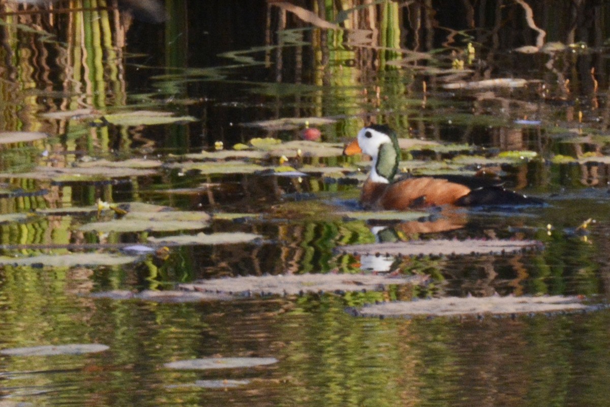 African Pygmy-Goose - ML84598071