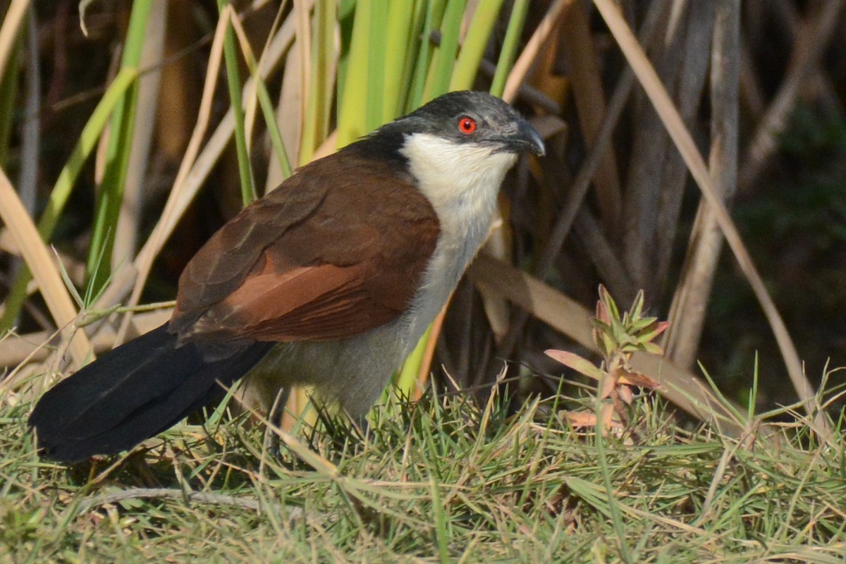 Senegal Coucal - ML84598281