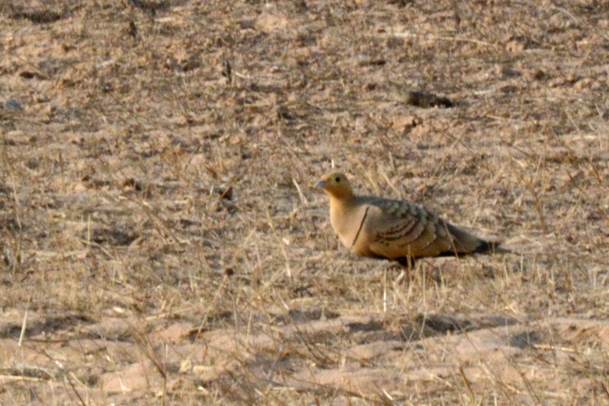 Chestnut-bellied Sandgrouse - ML84598441