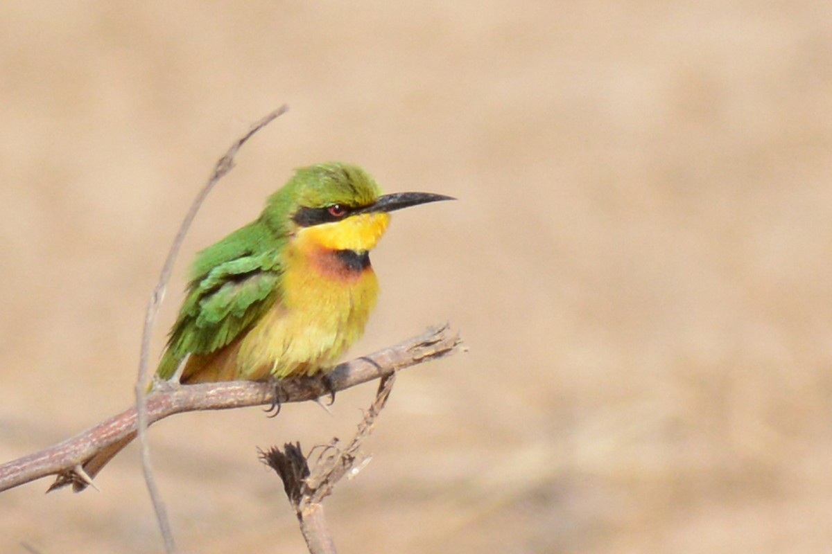 Little Bee-eater - ML84598501