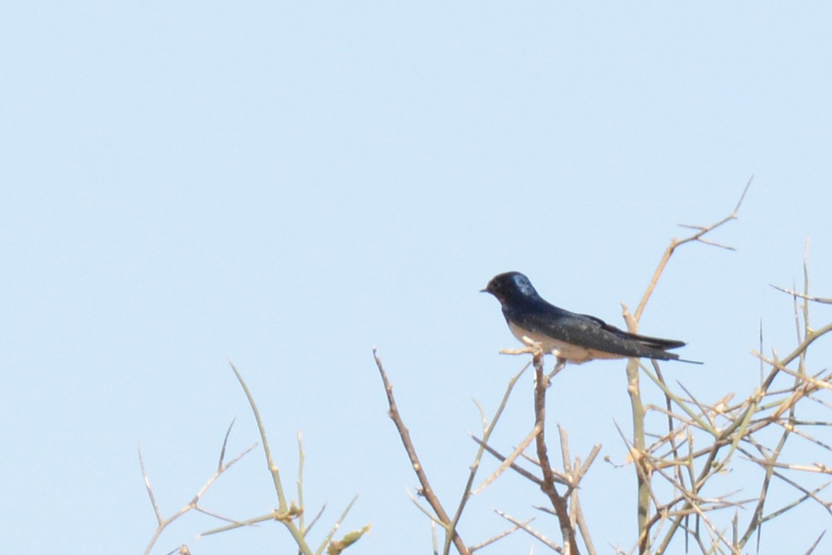 Barn Swallow - ML84599121