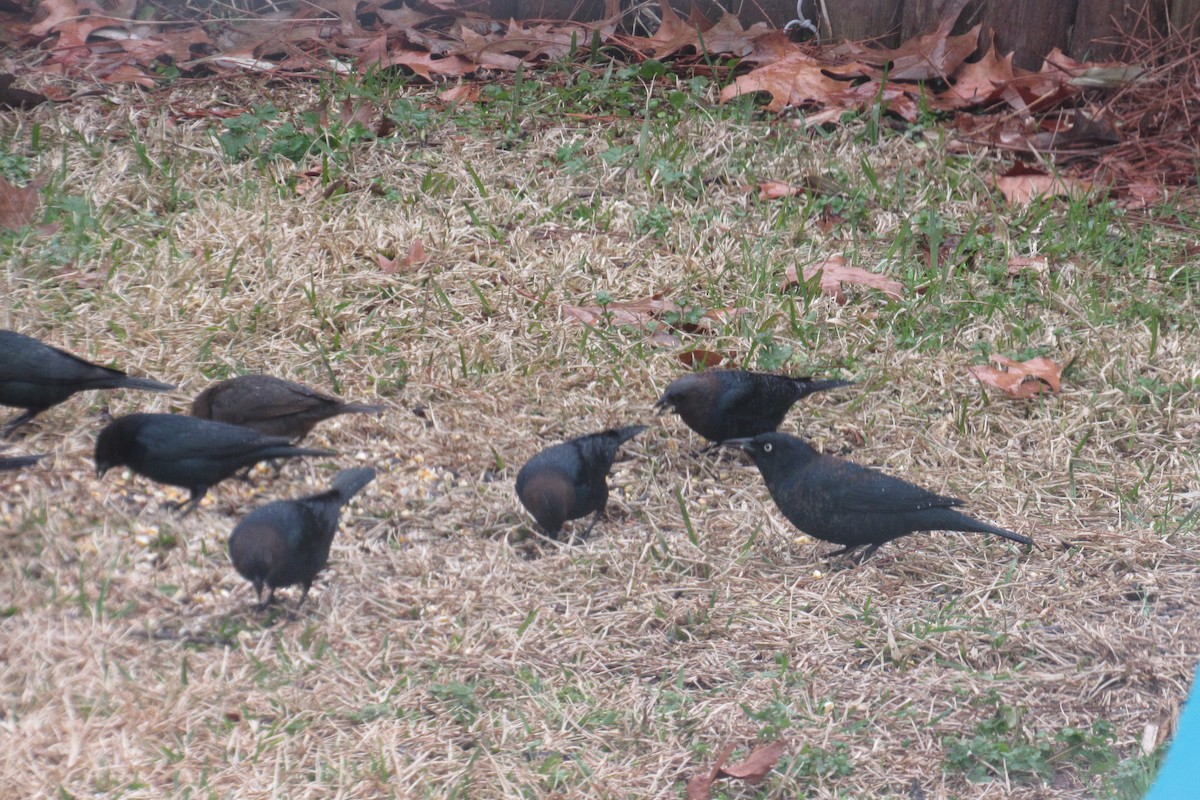 Rusty Blackbird - Evan Jenkins