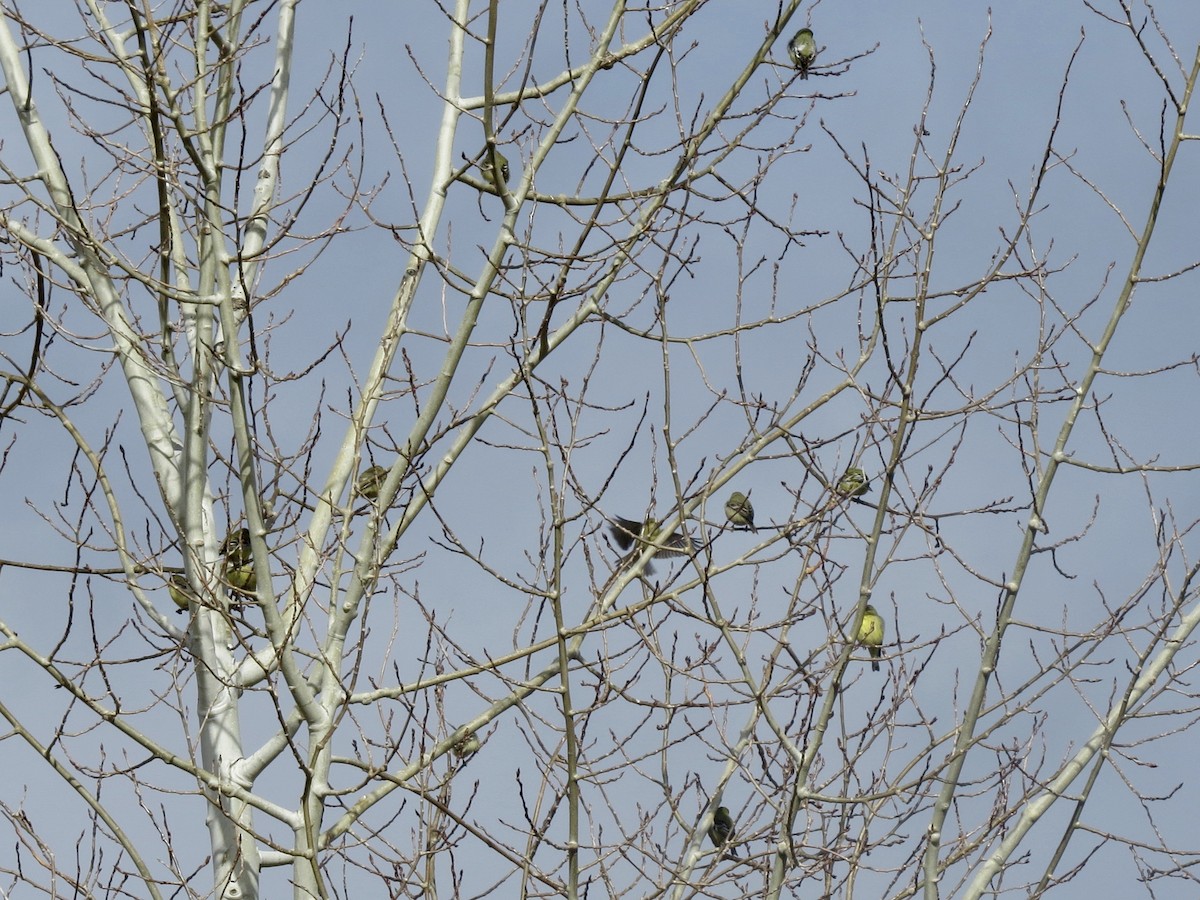 Lesser Goldfinch - ML84599251