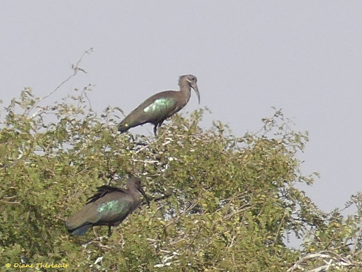 Hadada Ibis - ML84599931