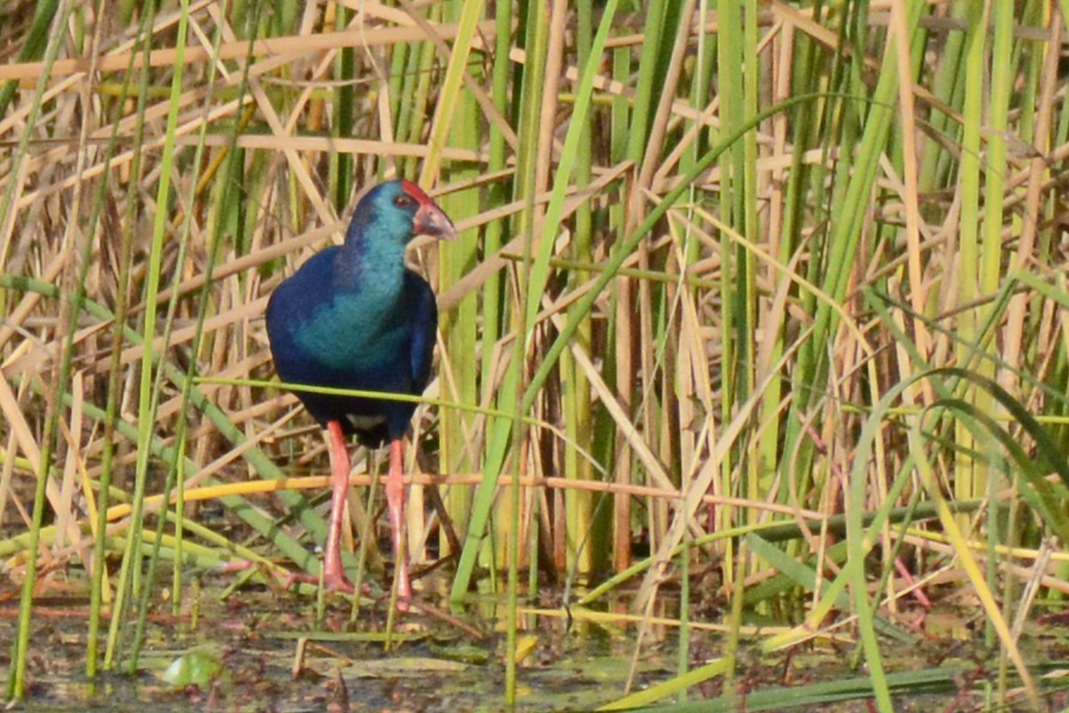 African Swamphen - ML84600021