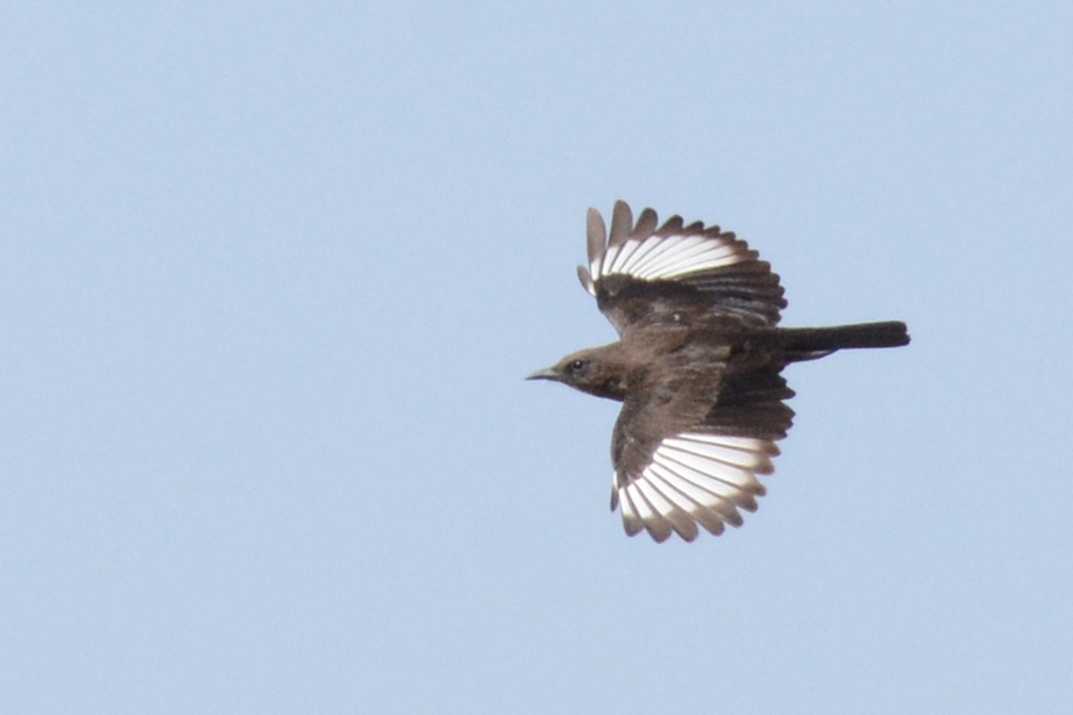 Northern Anteater-Chat - ML84600211