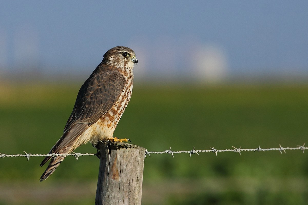 Merlin - António Gonçalves