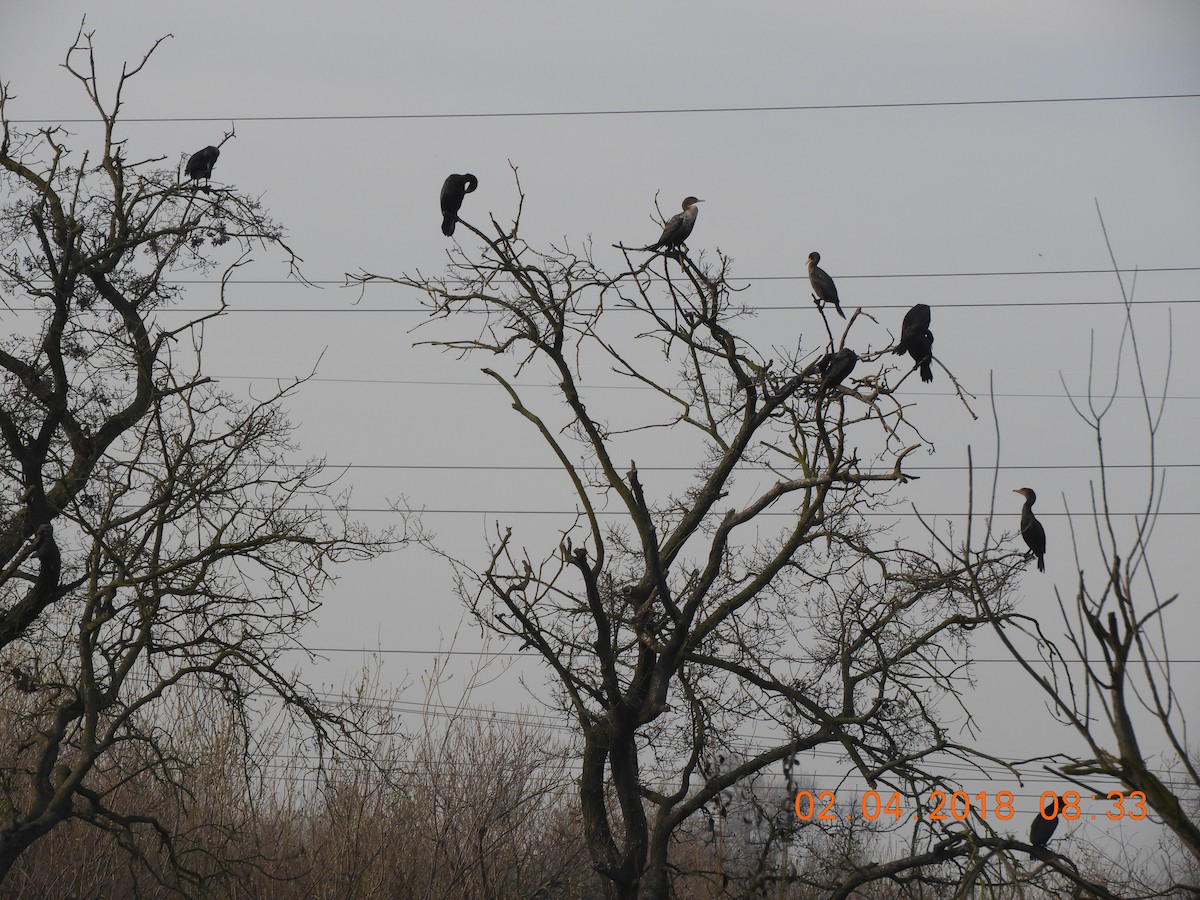 Double-crested Cormorant - ML84602041