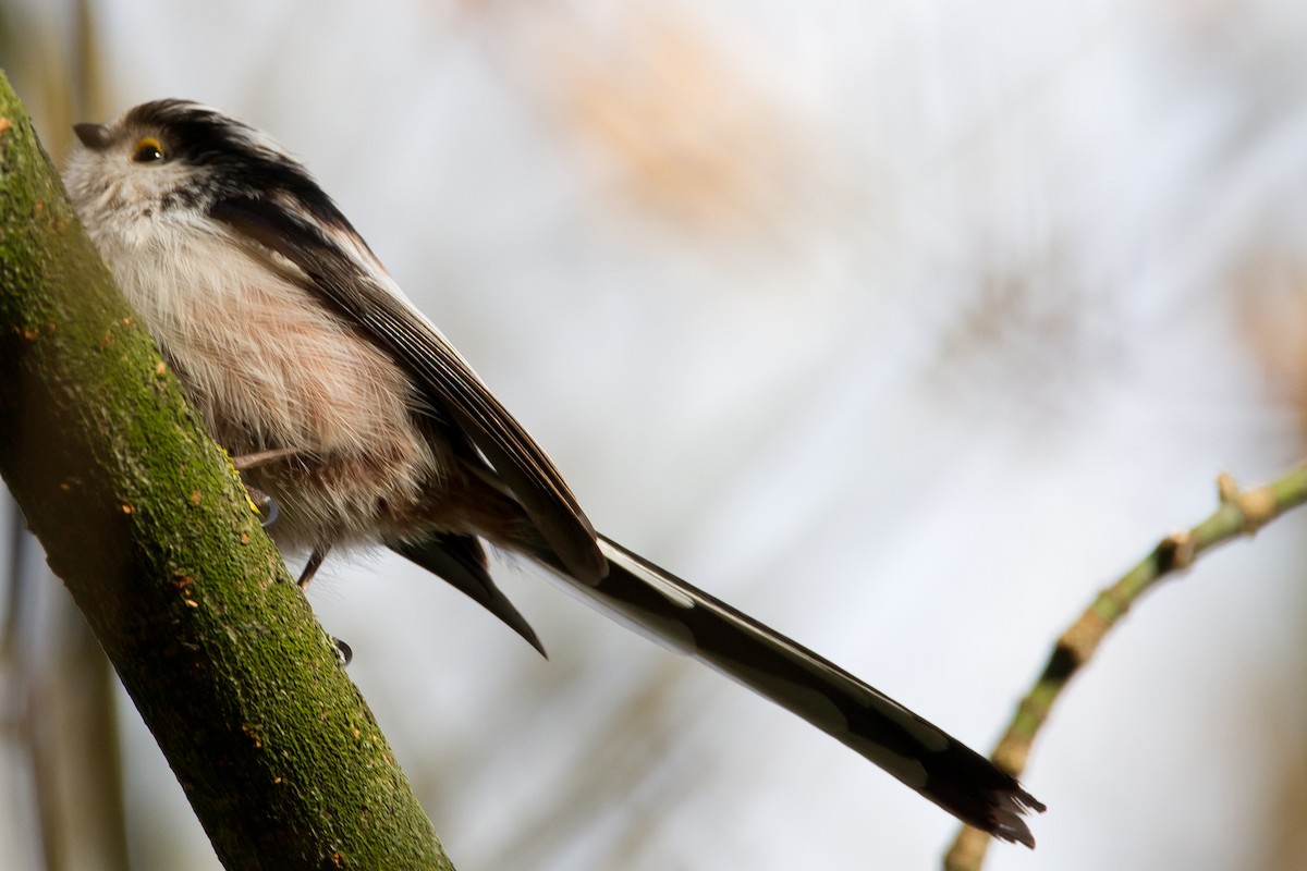 Long-tailed Tit - ML84602731