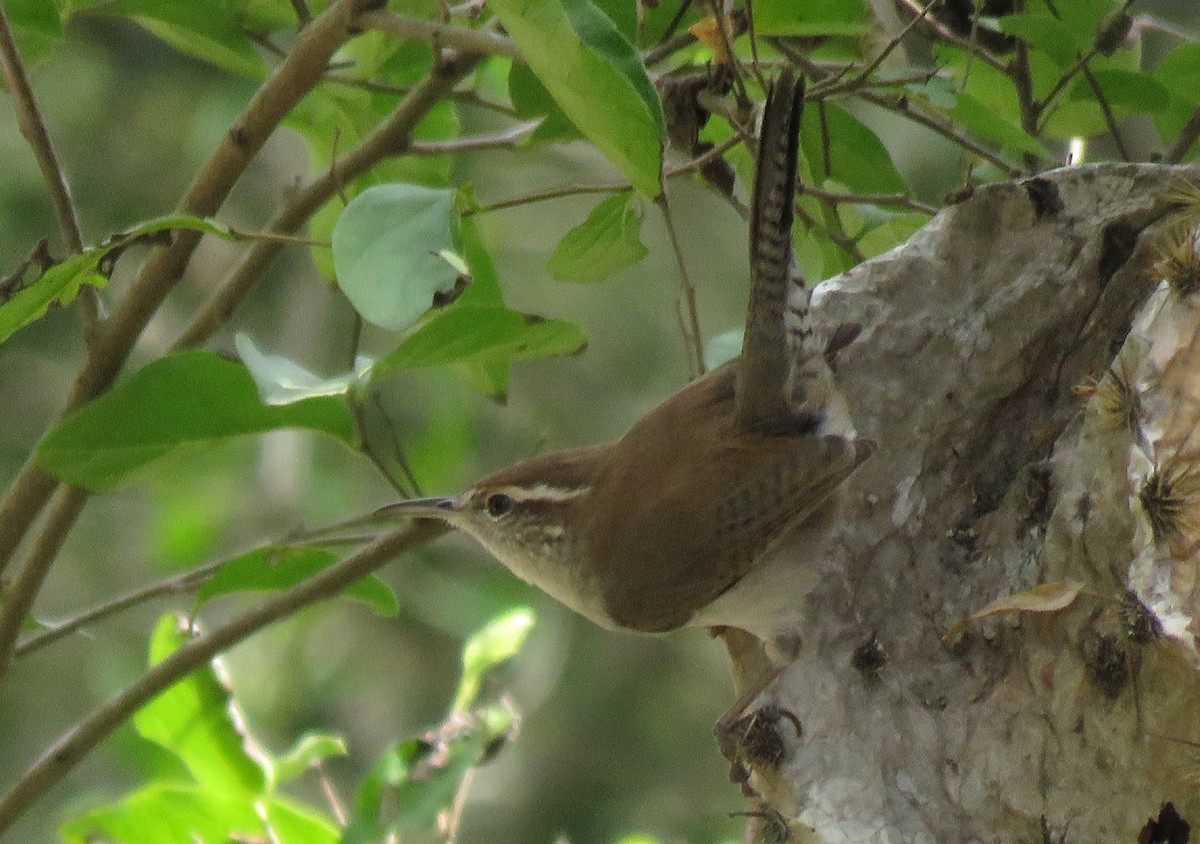 Bewick's Wren - ML84603161