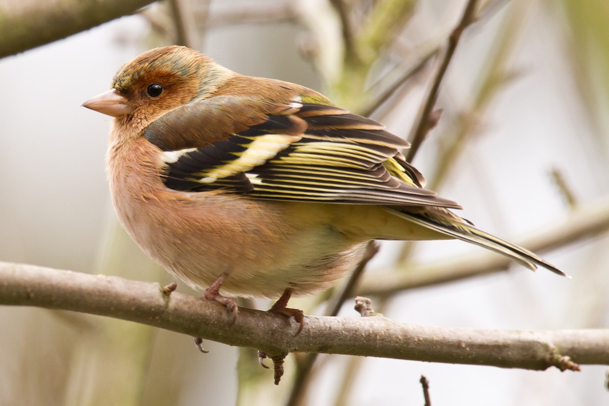 Common Chaffinch - ML84605921