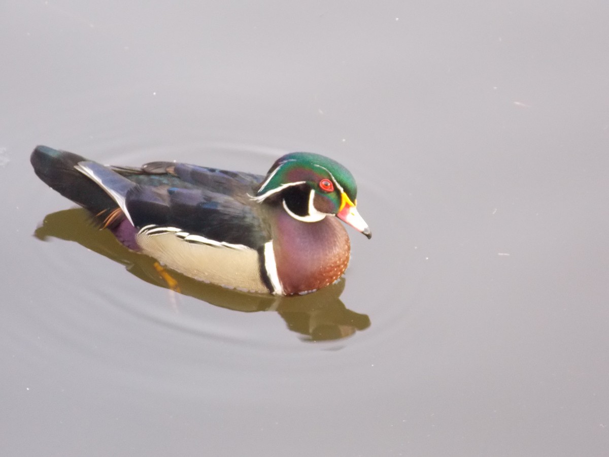 Wood Duck - ML84606281