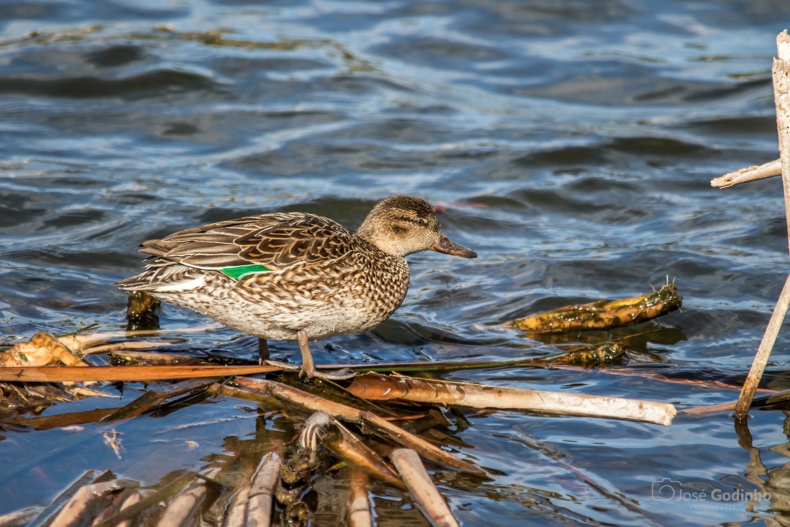 Green-winged Teal - José Godinho