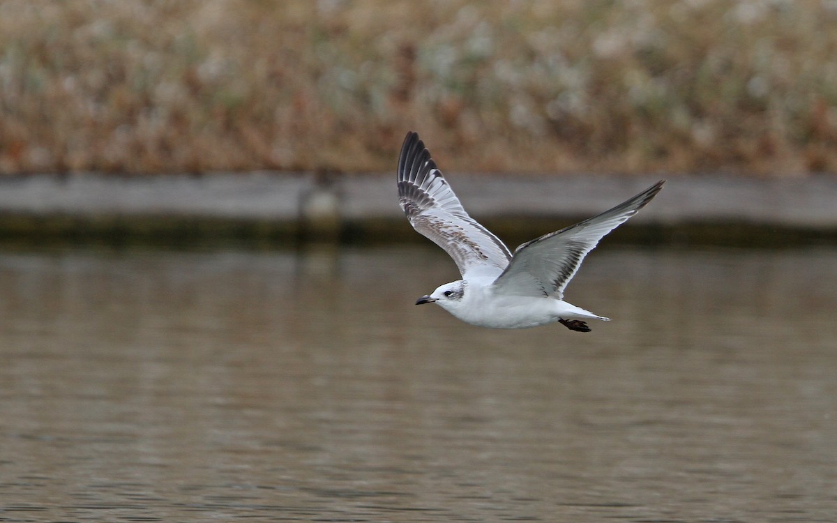 Mediterranean Gull - ML84606521