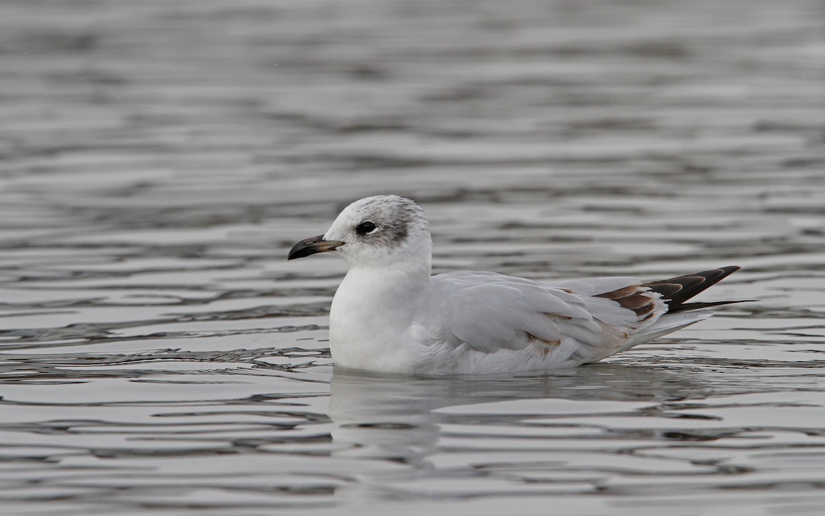 Mediterranean Gull - ML84606541