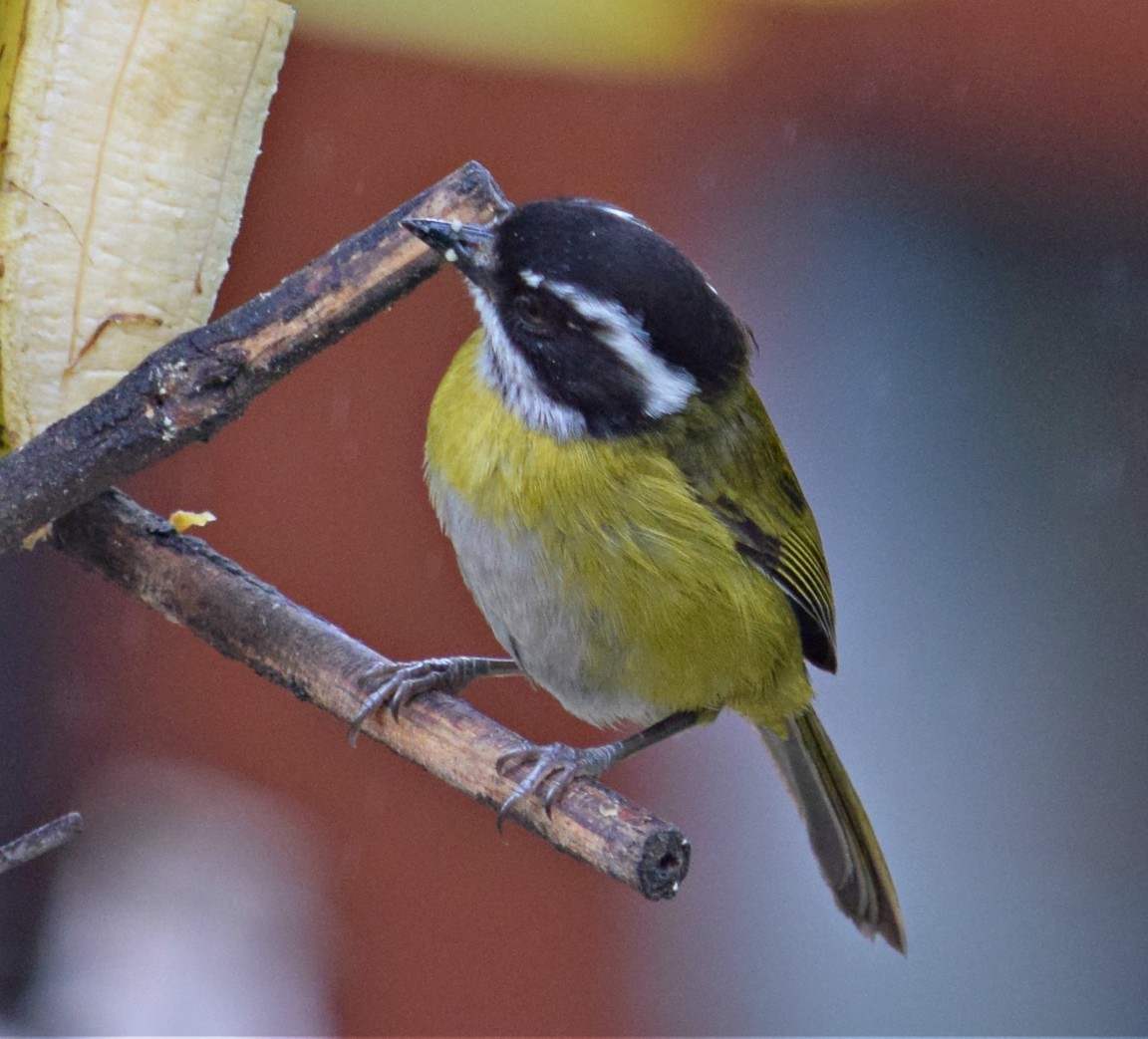 Sooty-capped Chlorospingus - ML84606651