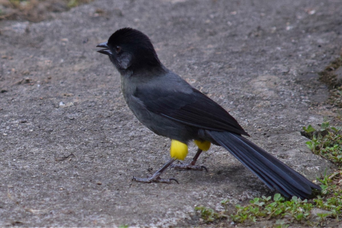 Yellow-thighed Brushfinch - ML84606691