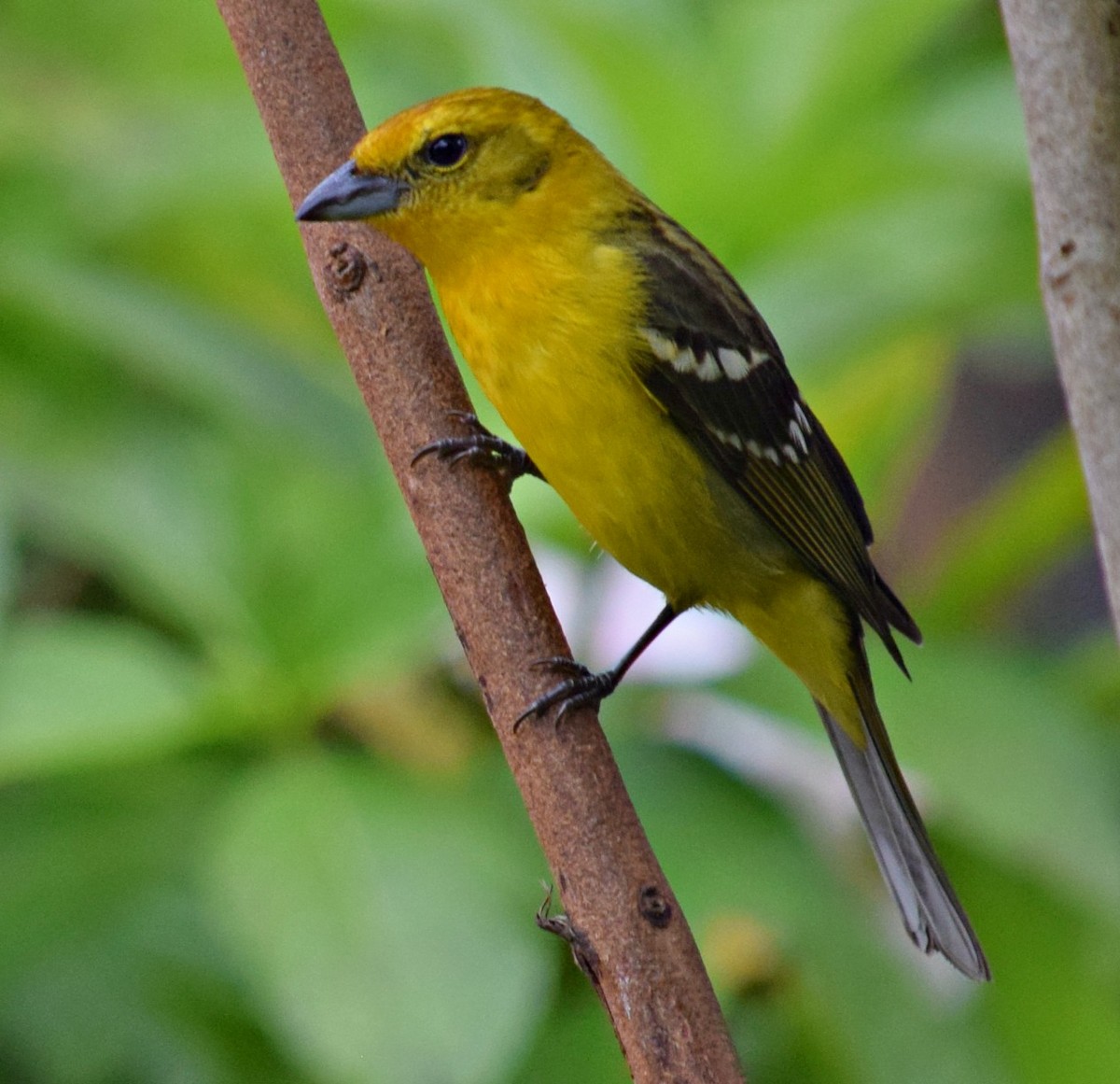 Flame-colored Tanager - Annette Teng