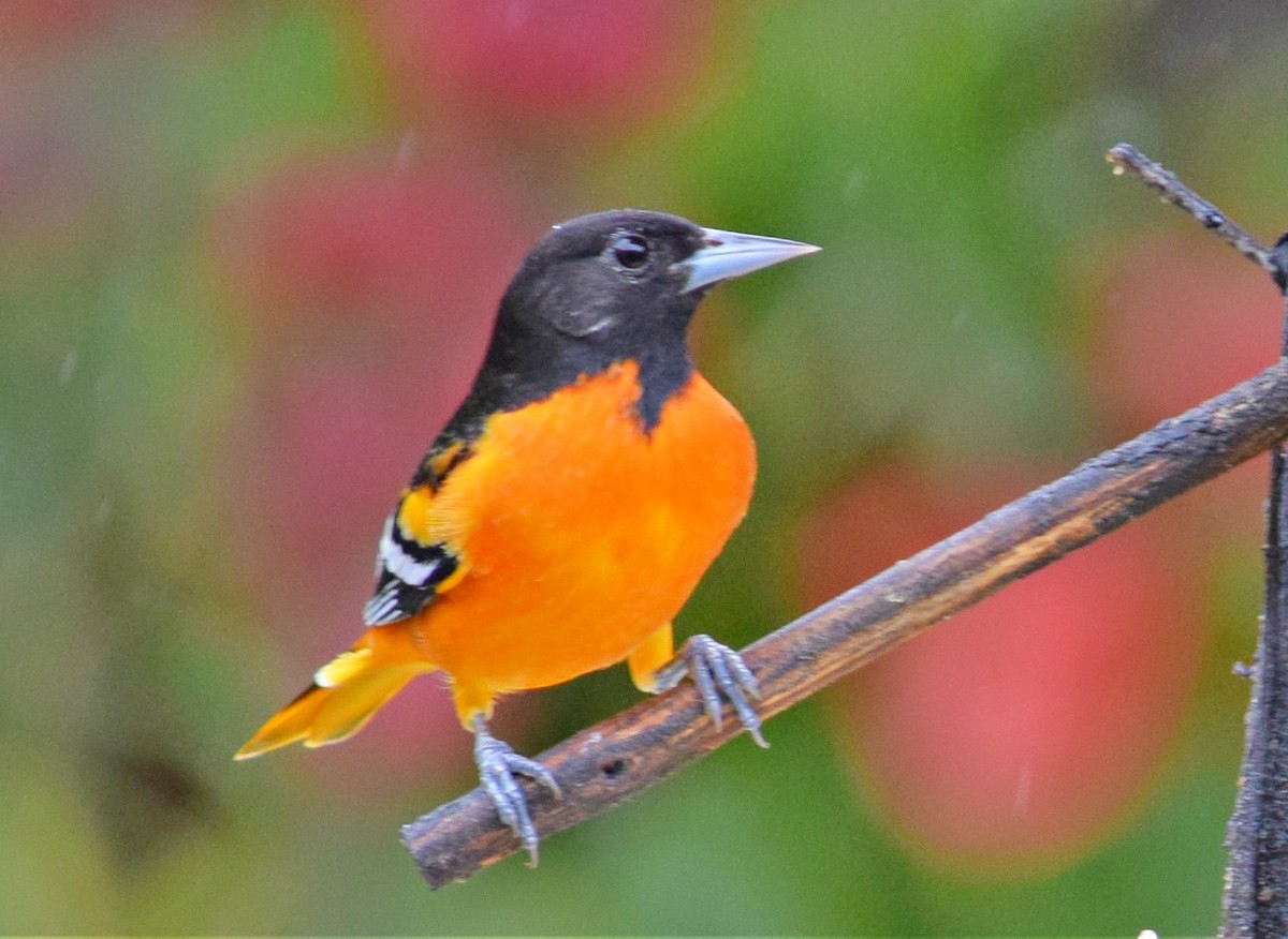 Baltimore Oriole - ML84606941