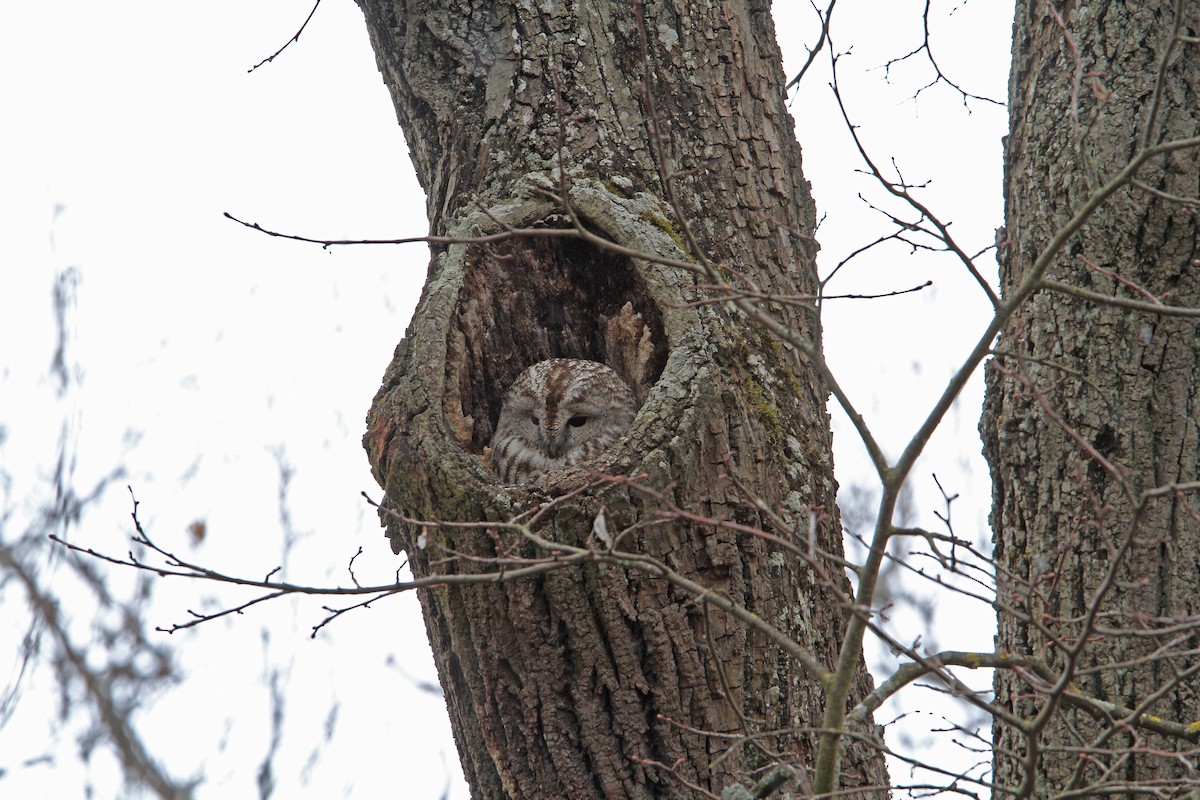 Tawny Owl - ML84607151