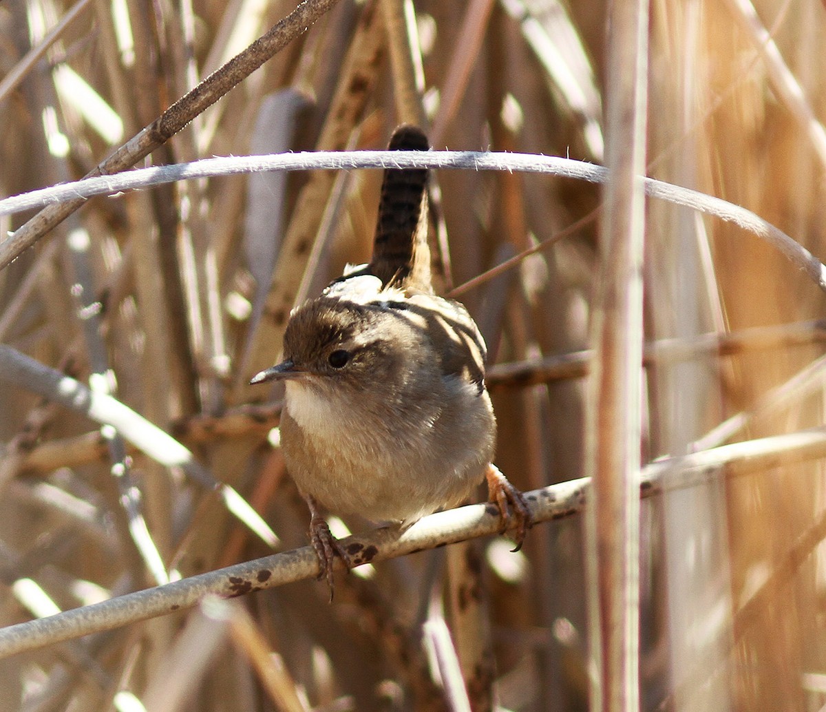 Marsh Wren - ML84607291