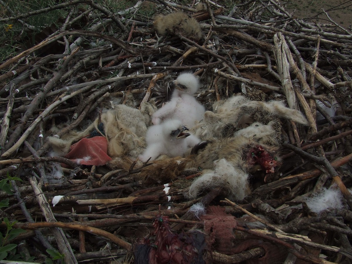 Upland Buzzard - ML84607921