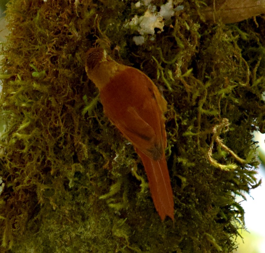 Ruddy Treerunner - ML84608521