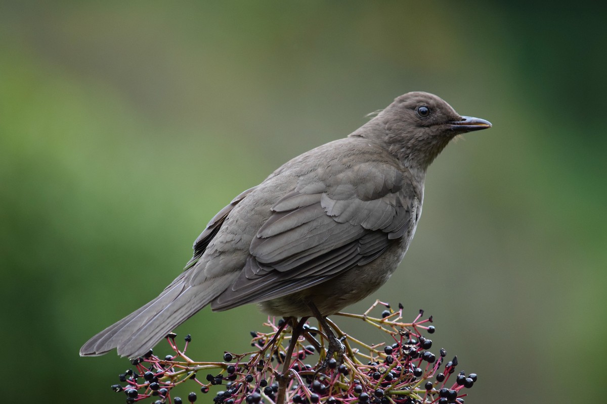 Mountain Thrush - ML84608871