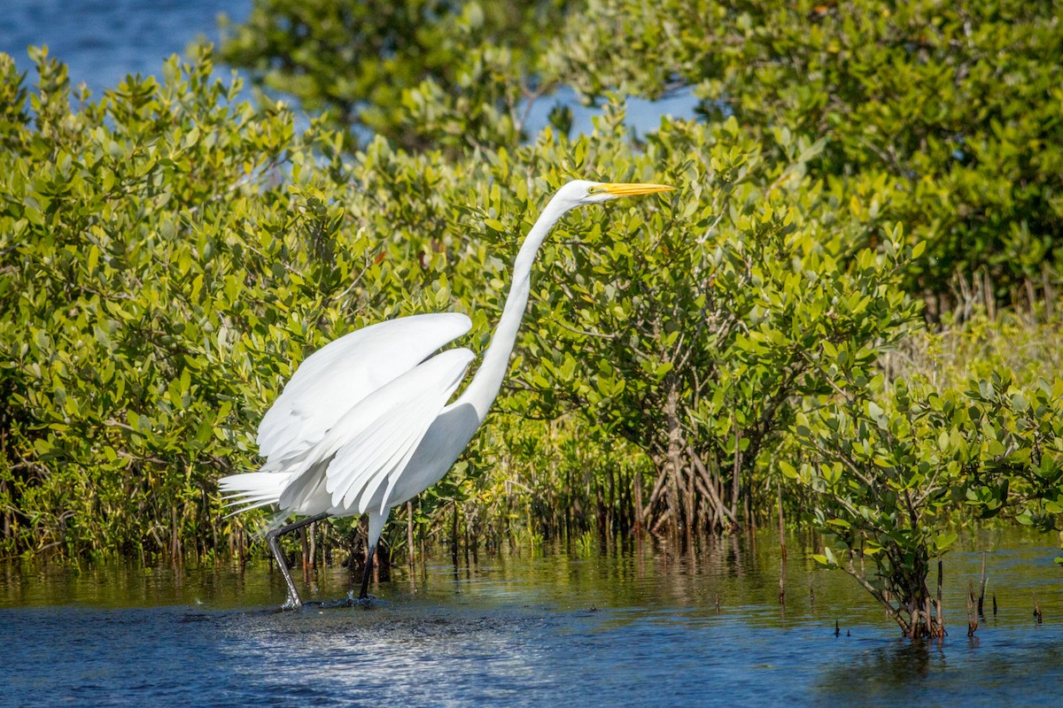 Great Egret - Kyle Blaney