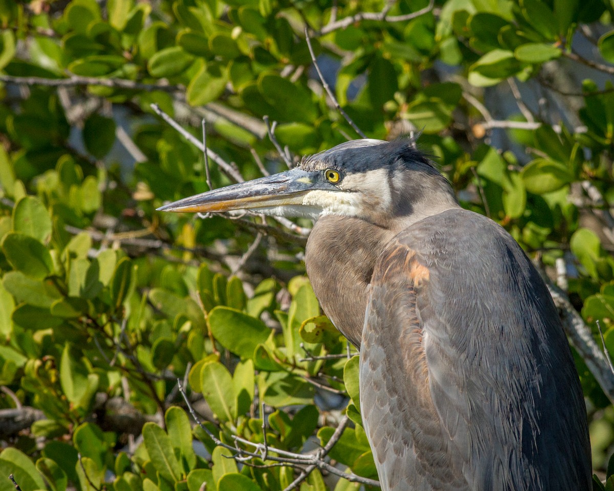 Great Blue Heron (Great Blue) - ML84611301