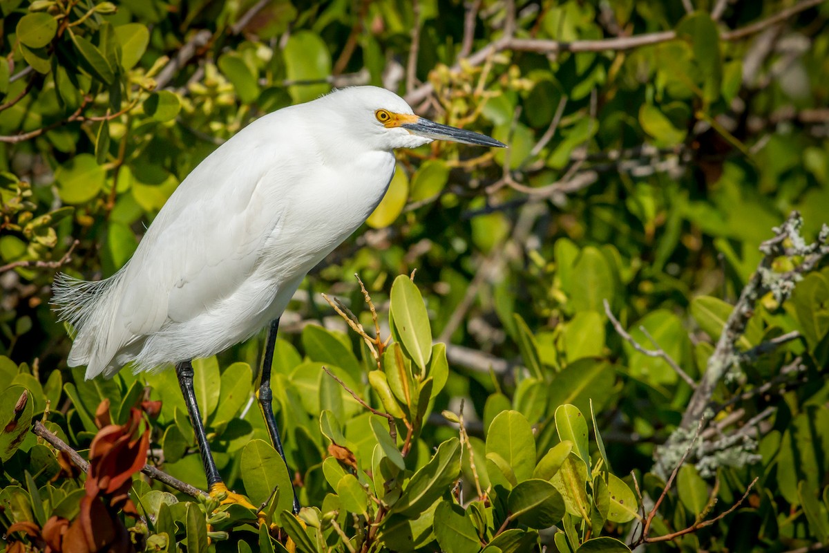 Snowy Egret - ML84611381