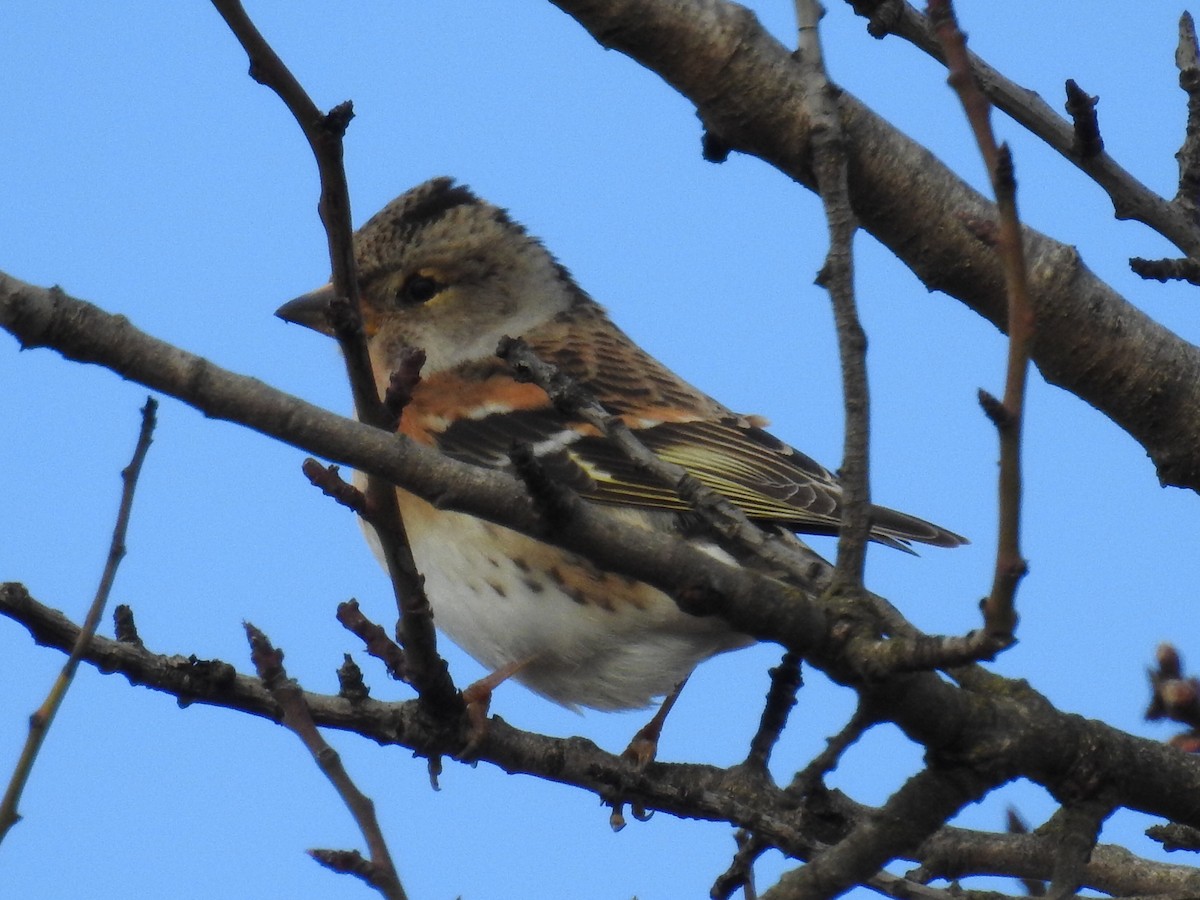 Brambling - Rafael Hermosilla Ortega