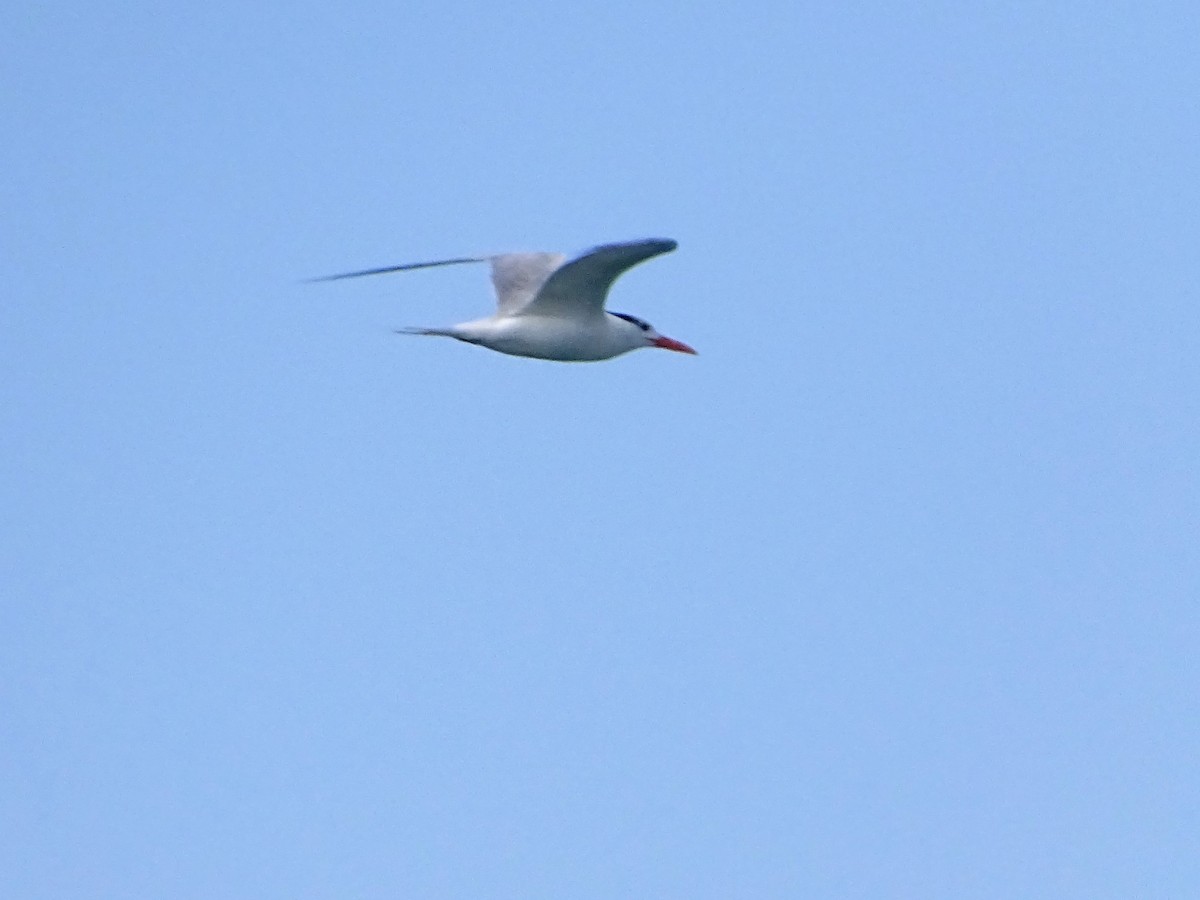 South American Tern - ADRIAN GRILLI