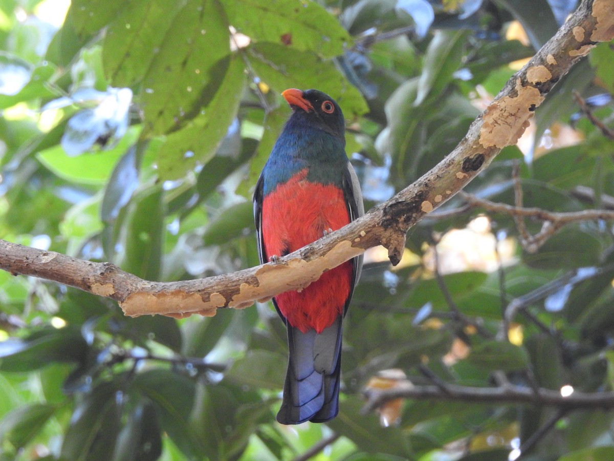 Slaty-tailed Trogon - ML84613401