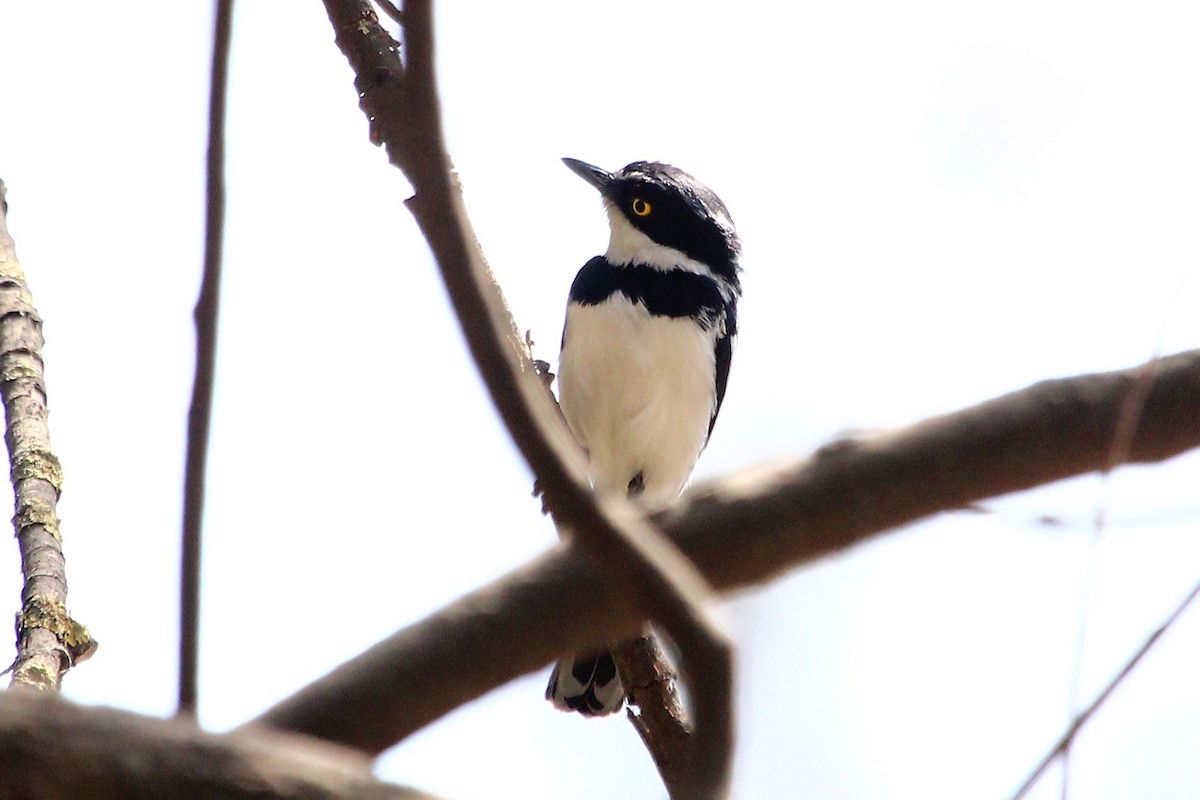 Gray-headed Batis - ML84613591