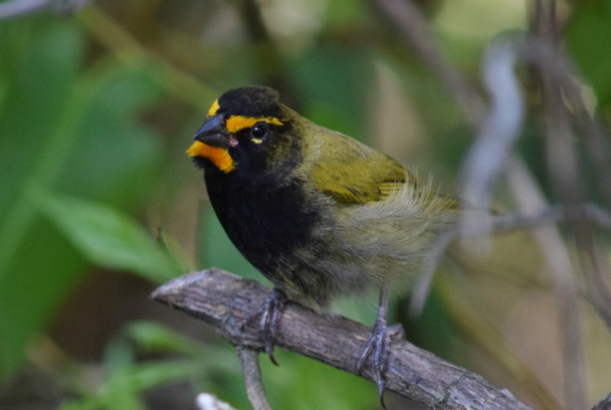 Yellow-faced Grassquit - ML84613691