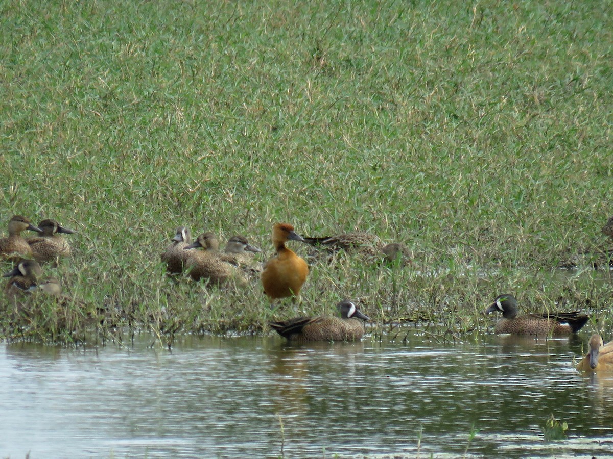 Fulvous Whistling-Duck - ML84614081
