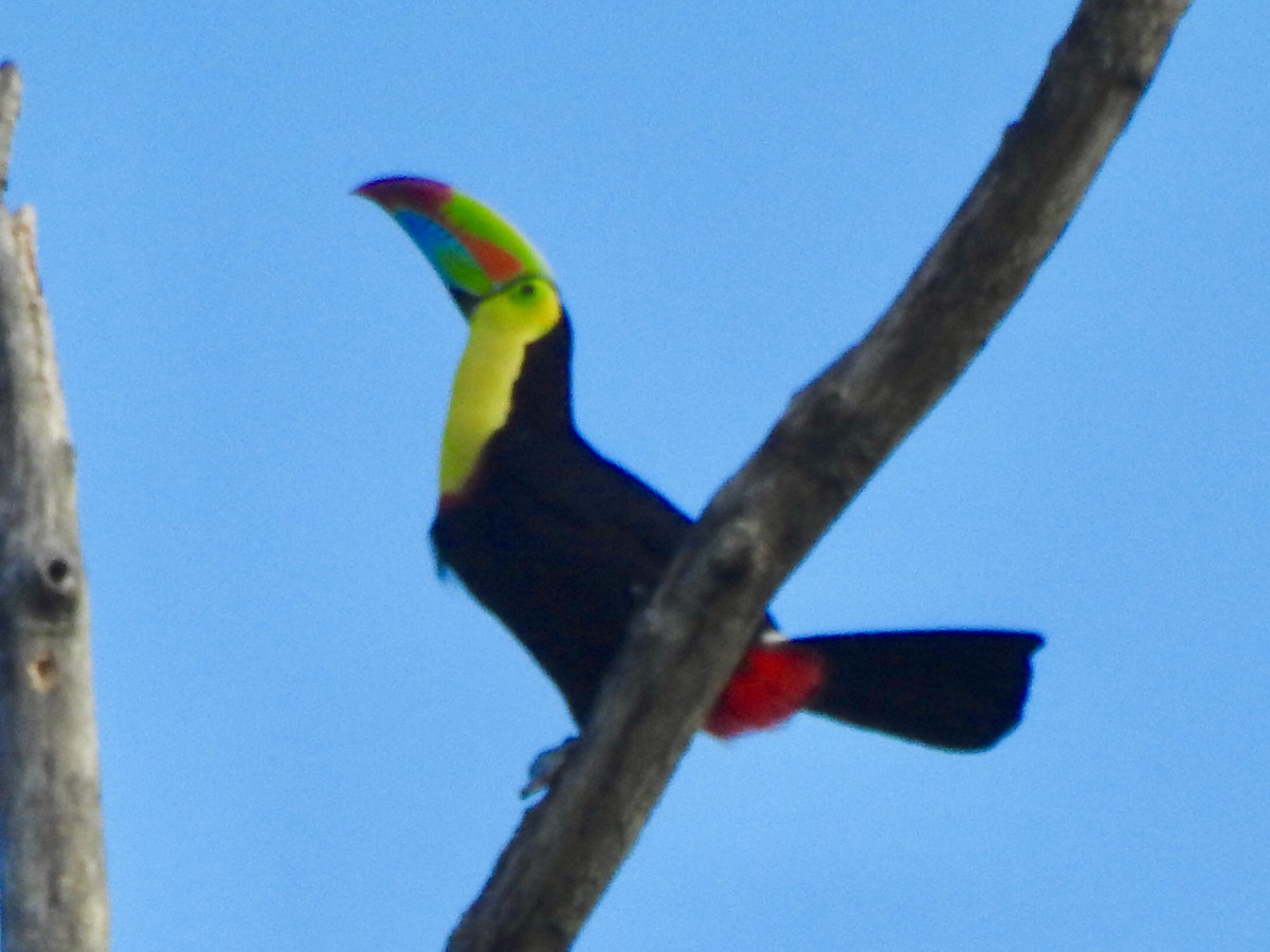 Keel-billed Toucan - Dan Stoker