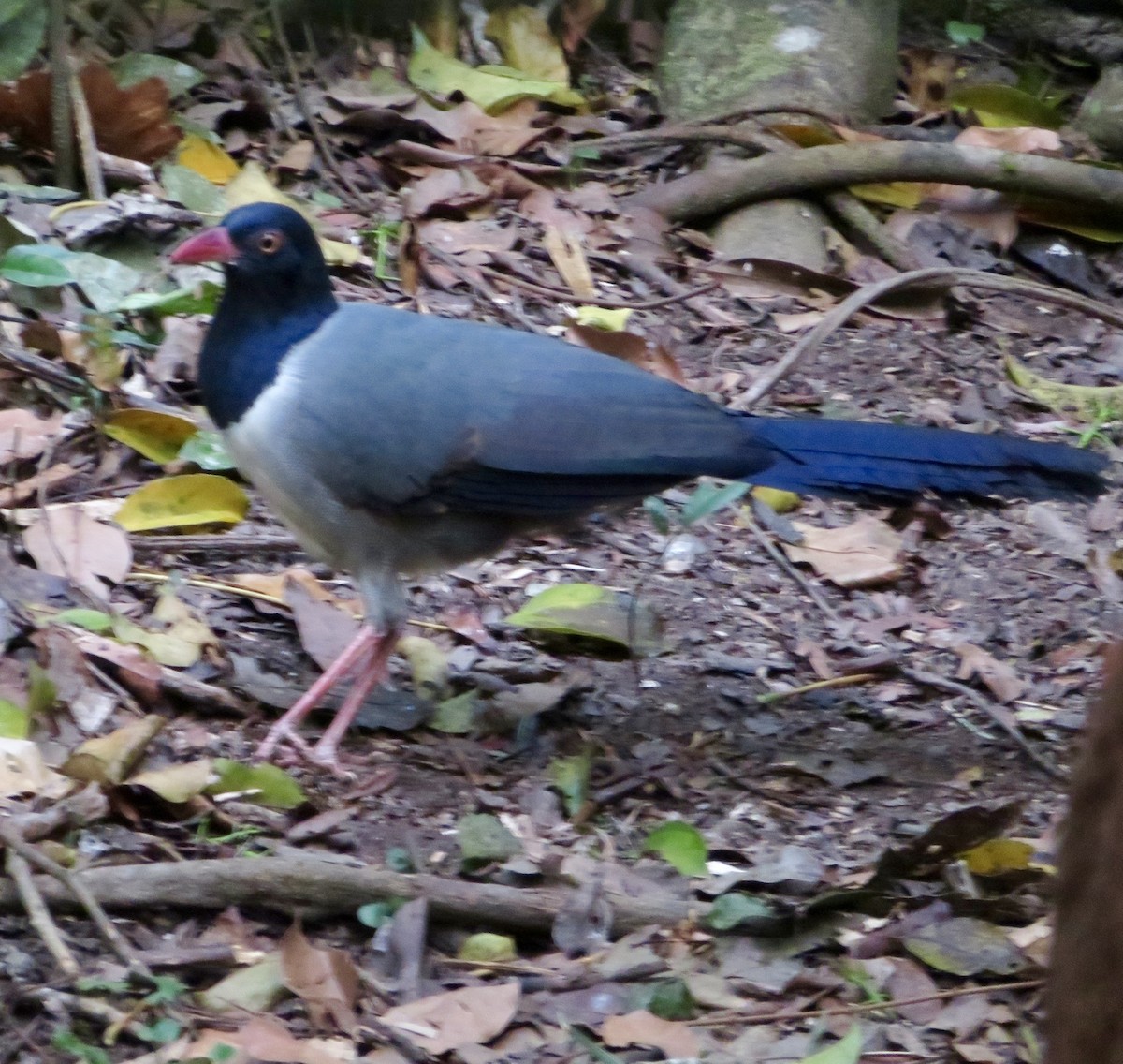 Coral-billed Ground-Cuckoo - Xiuling Wei