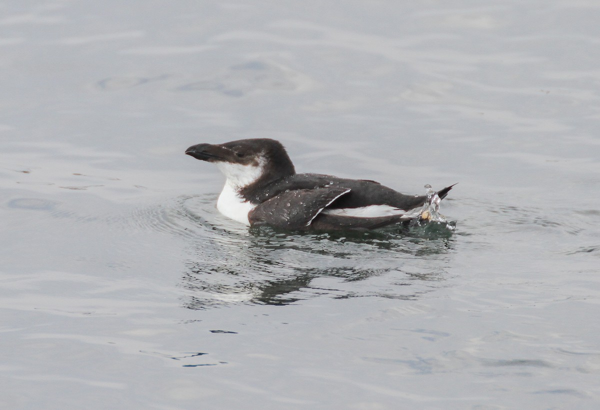 Razorbill - Nick Pulcinella