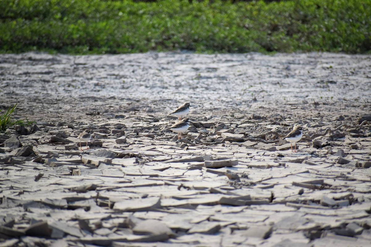 Collared Plover - ML84617041