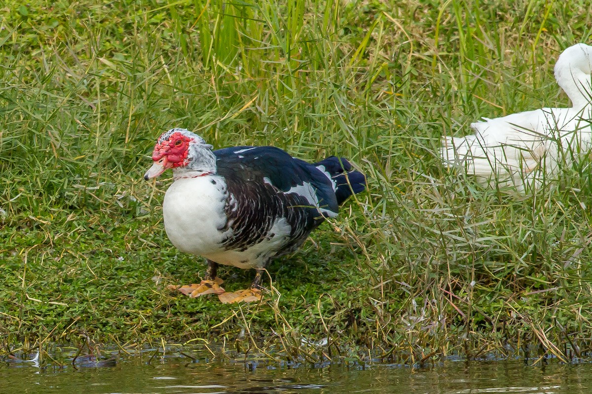 Muscovy Duck (Domestic type) - ML84617111