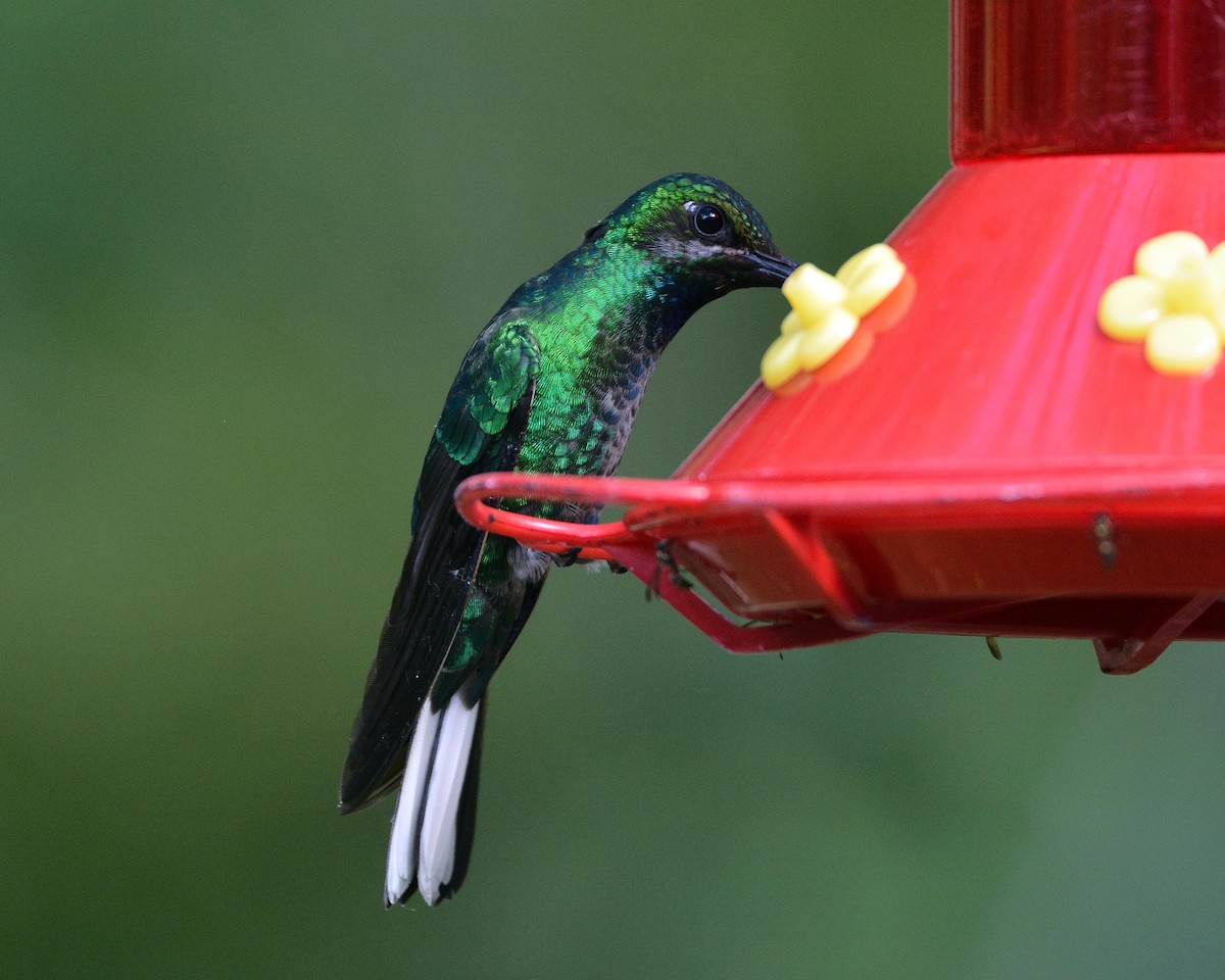 Colibrí Coliblanco - ML84619121